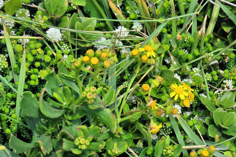 Senecio litorosus photo 6