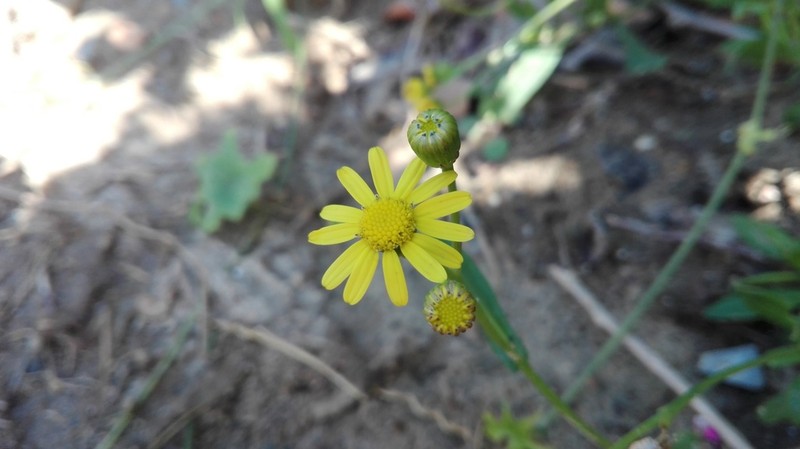 Senecio litorosus photo 7