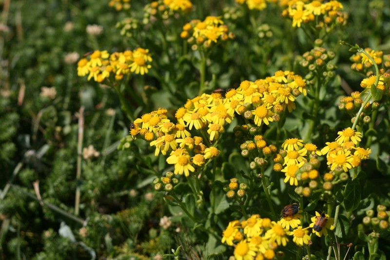 Senecio litorosus photo 8