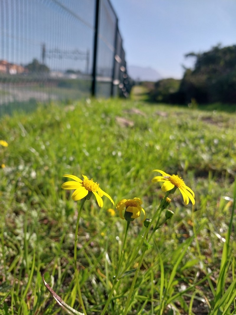 Senecio littoreus