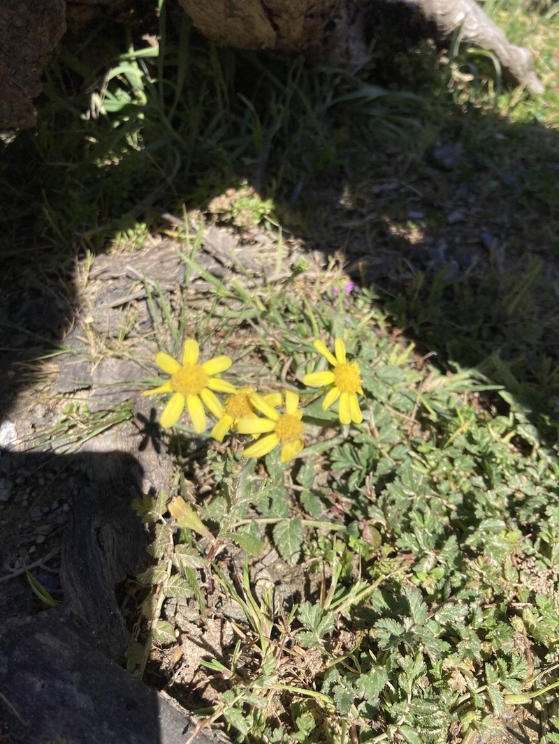 Senecio littoreus photo 2
