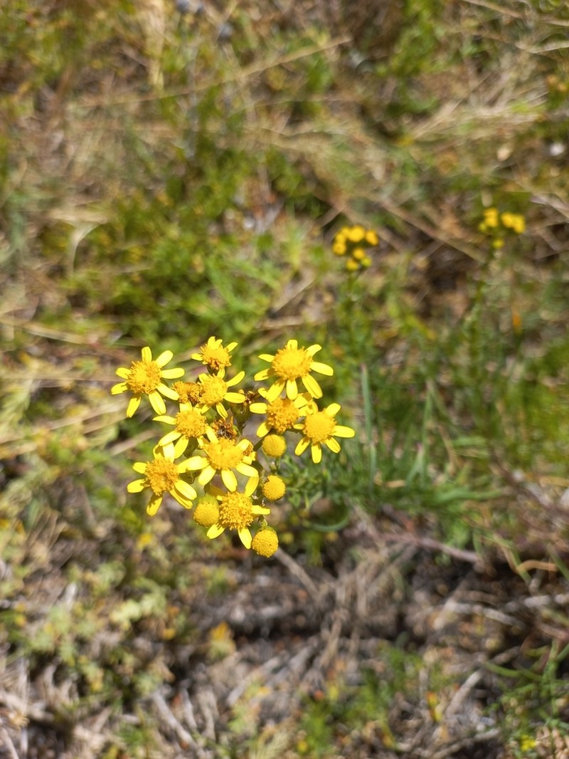 Senecio littoreus photo 4