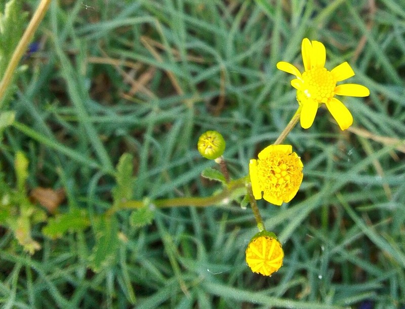 Senecio littoreus photo 5