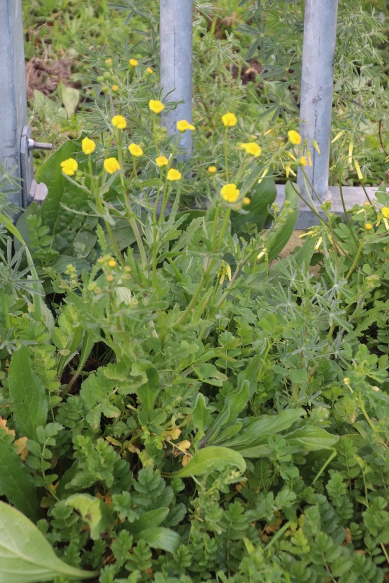 Senecio littoreus photo 6