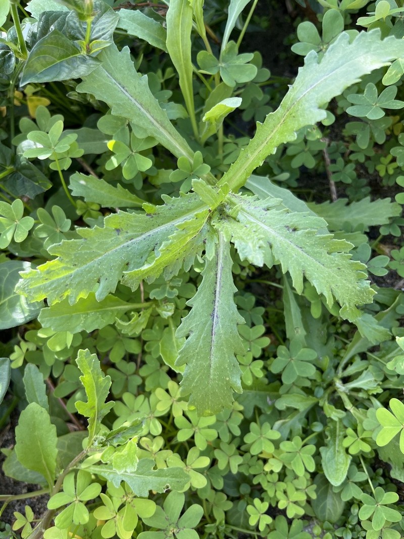 Senecio littoreus photo 7