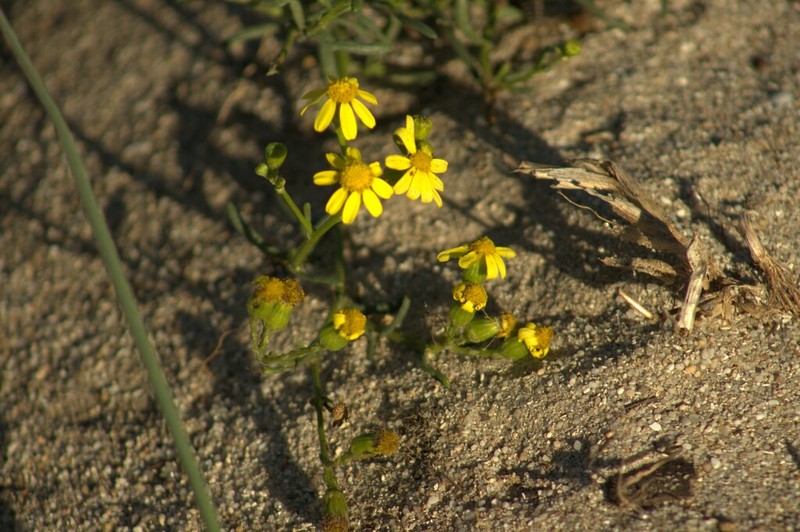 Senecio littoreus photo 8