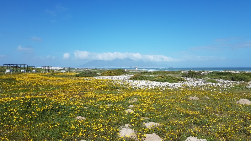 Senecio littoreus var. hispidulus