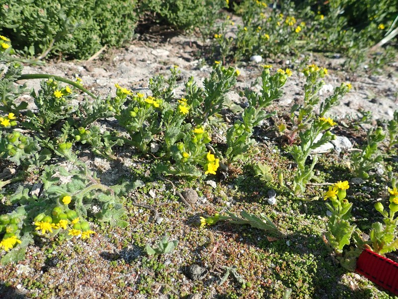 Senecio littoreus var. hispidulus photo 2