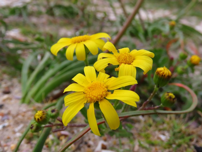 Senecio littoreus var. hispidulus photo 3