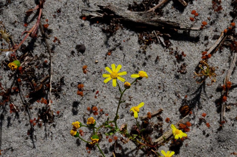 Senecio littoreus var. hispidulus photo 4
