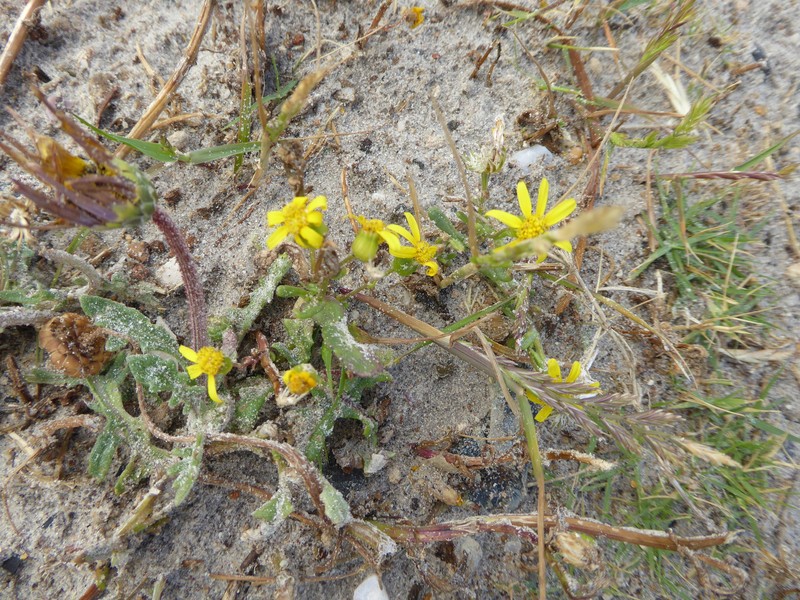 Senecio littoreus var. hispidulus photo 5