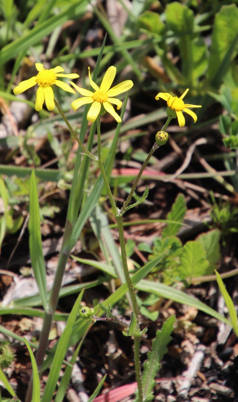 Senecio littoreus var. hispidulus photo 6