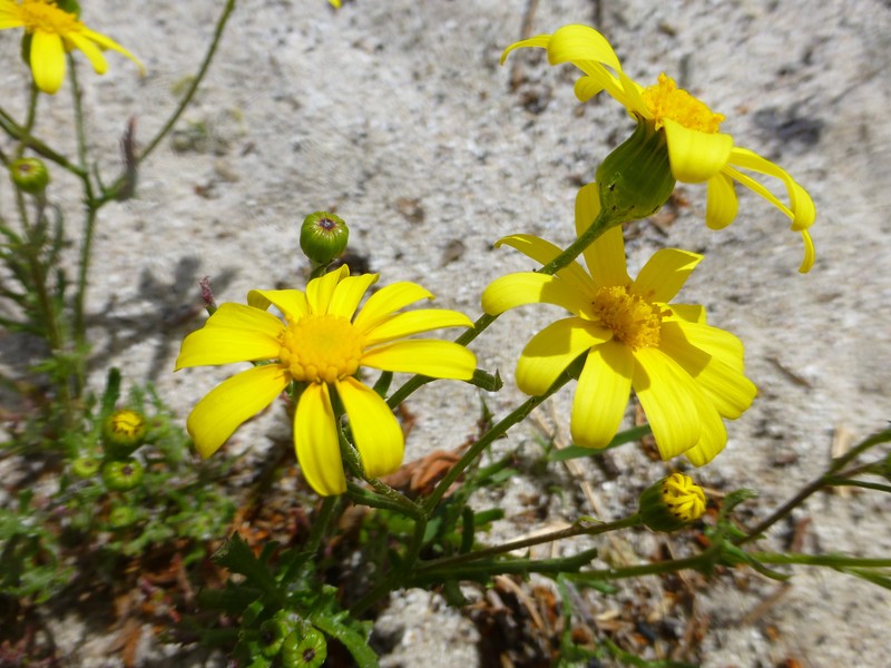 Senecio littoreus var. hispidulus photo 8