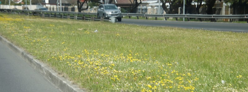 Senecio littoreus var. littoreus