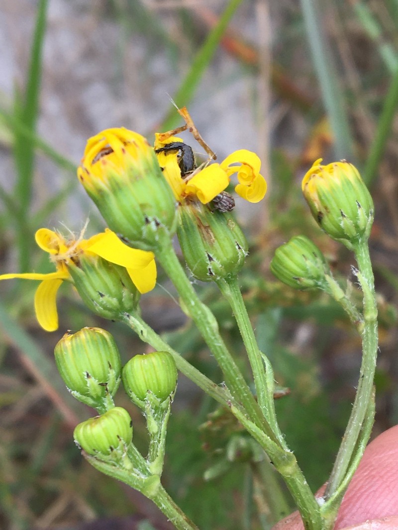 Senecio littoreus var. littoreus photo 3