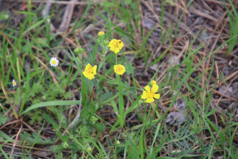 Senecio littoreus var. littoreus photo 4