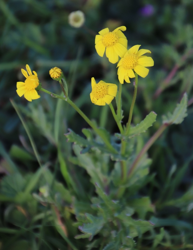 Senecio littoreus var. littoreus photo 6