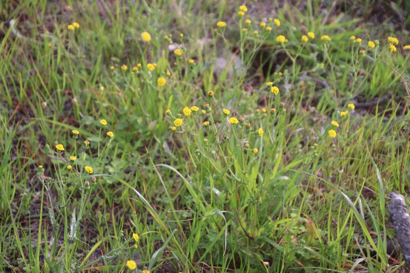 Senecio littoreus var. littoreus photo 7