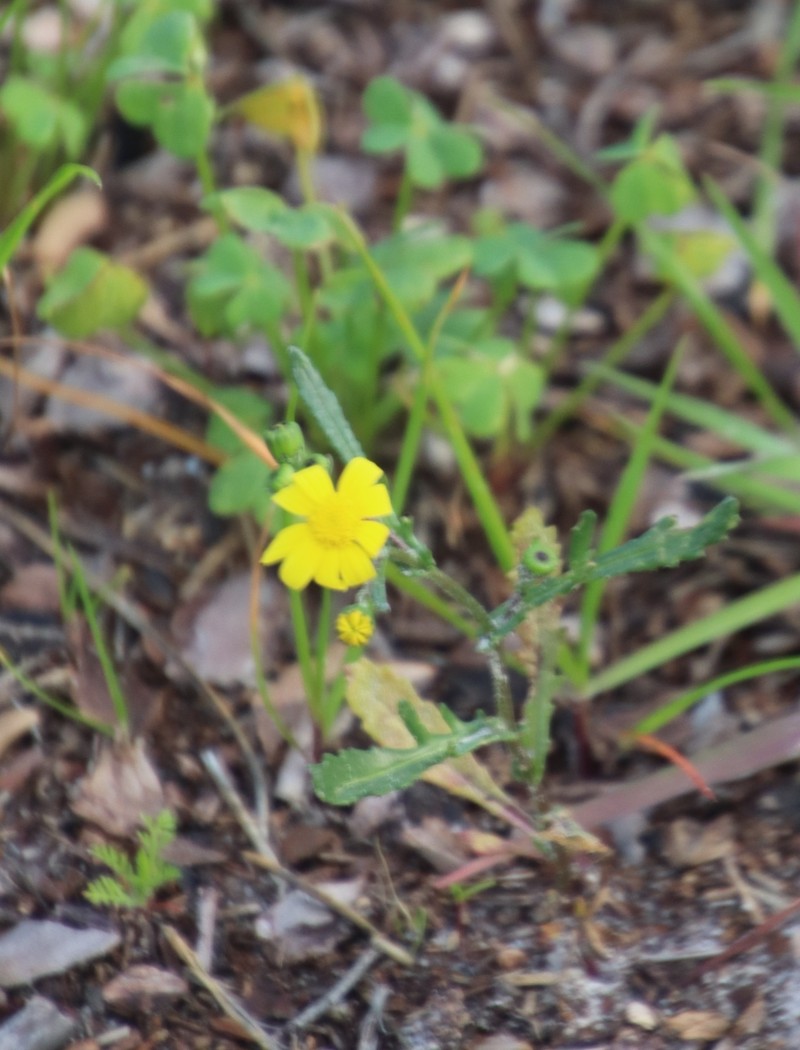 Senecio littoreus var. littoreus photo 8