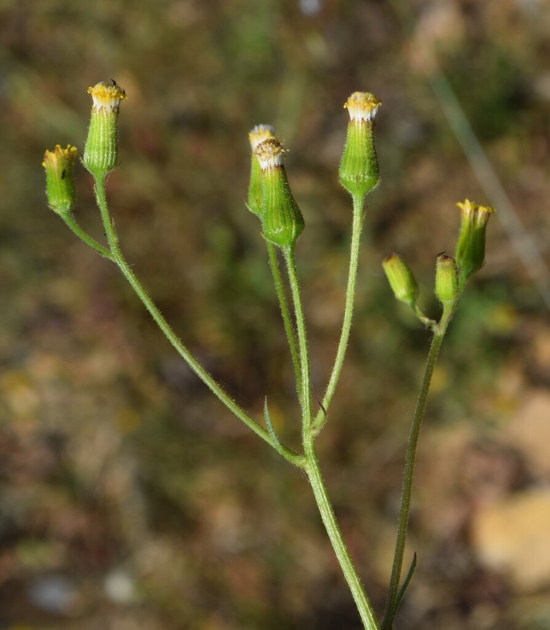 Senecio lividus