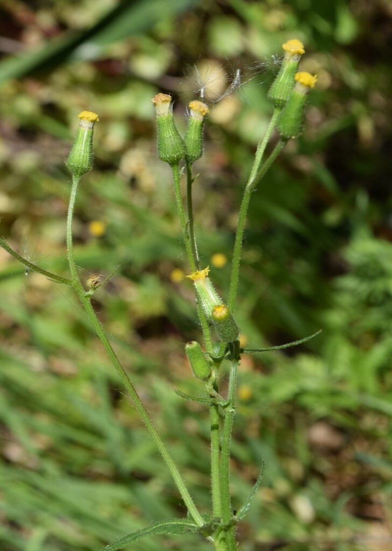 Senecio lividus photo 2