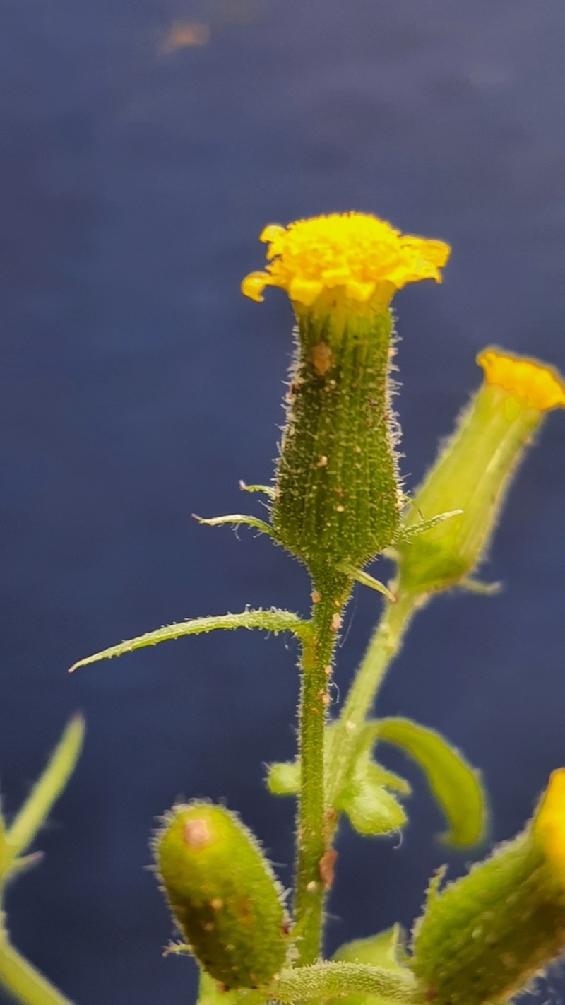 Senecio lividus photo 3