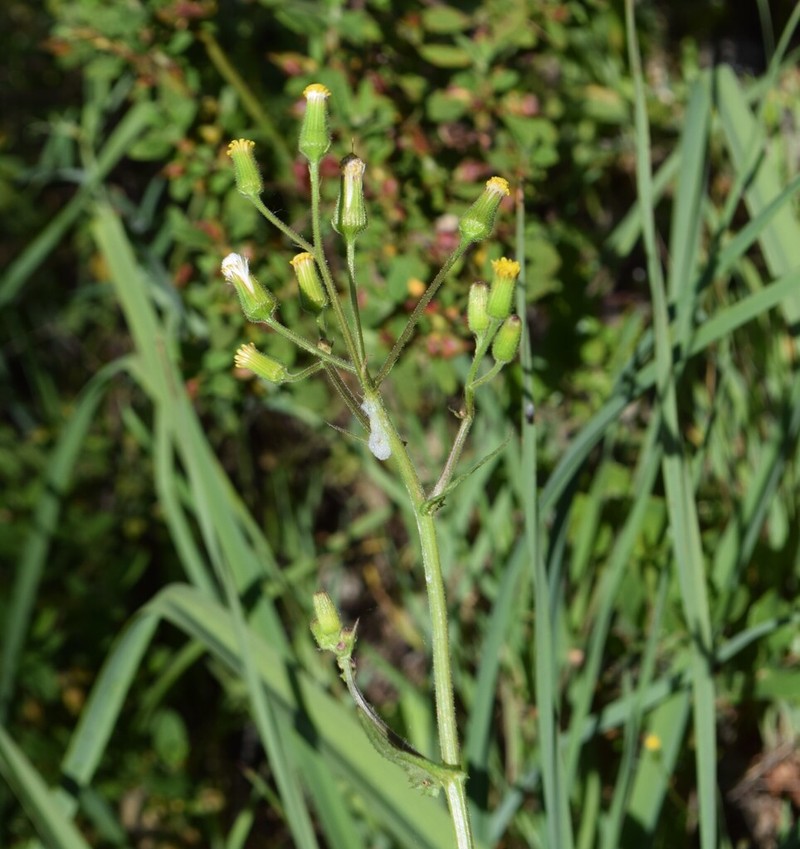 Senecio lividus photo 4