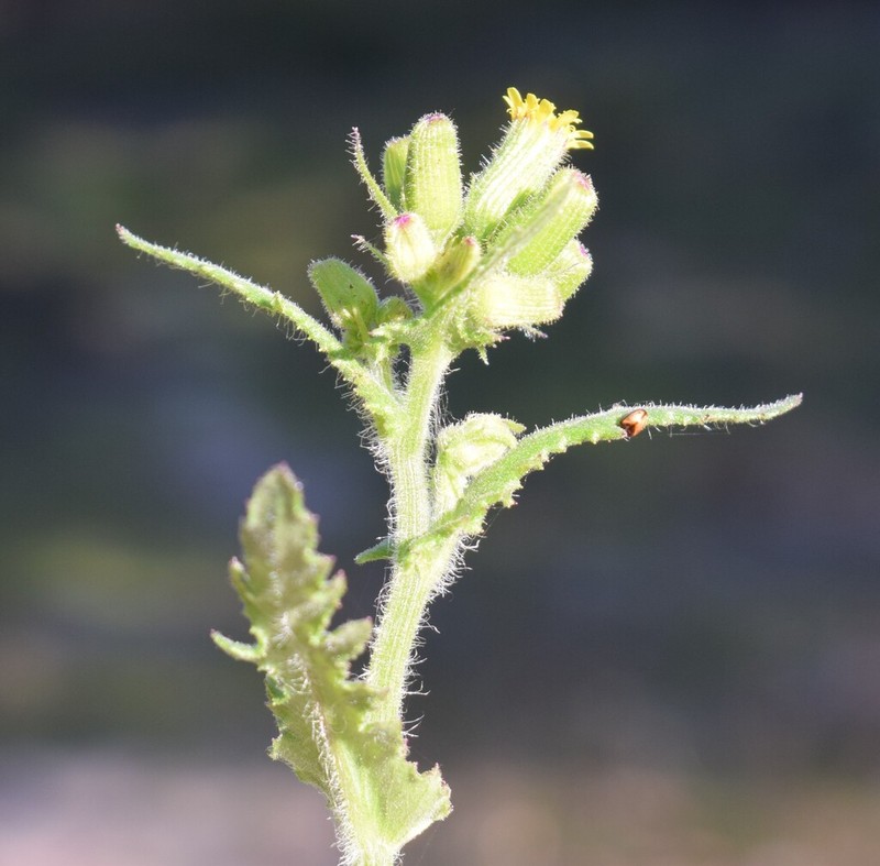 Senecio lividus photo 5