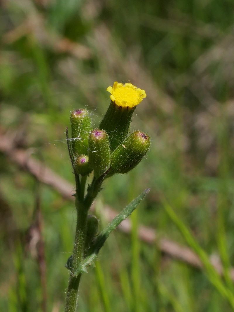 Senecio lividus photo 6
