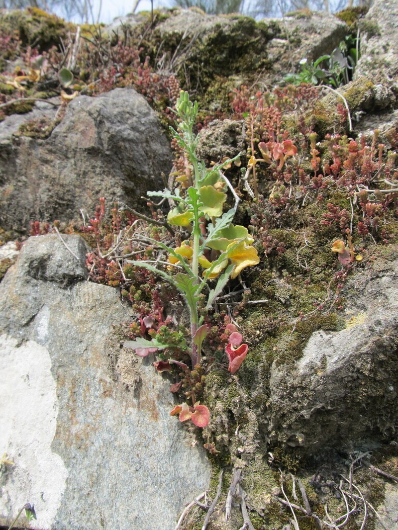 Senecio lividus photo 7