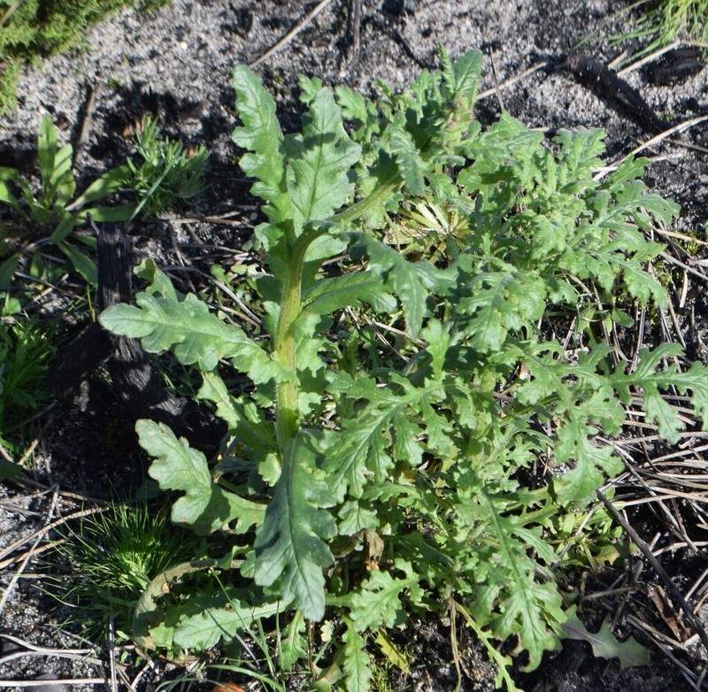 Senecio lividus photo 8