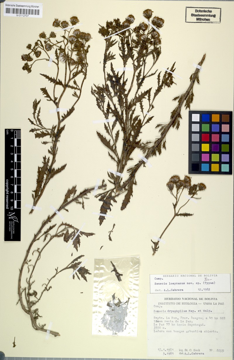Senecio loayzanus