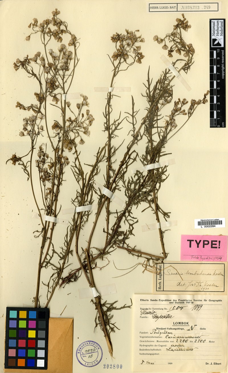Senecio lombokensis