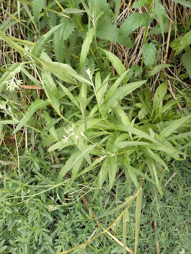 Senecio longicollaris