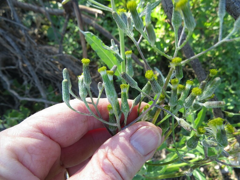 Senecio longicollaris photo 2