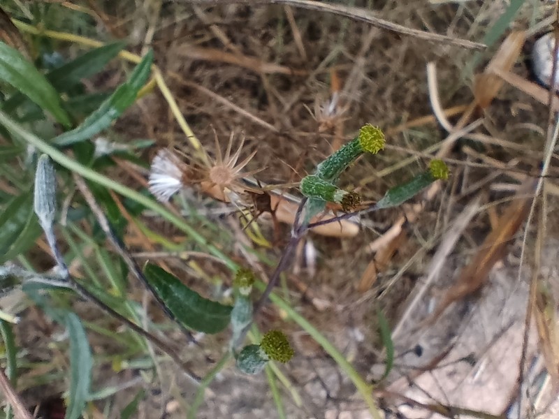 Senecio longicollaris photo 3