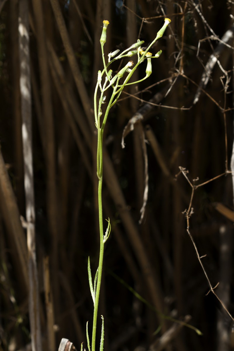 Senecio longicollaris photo 4