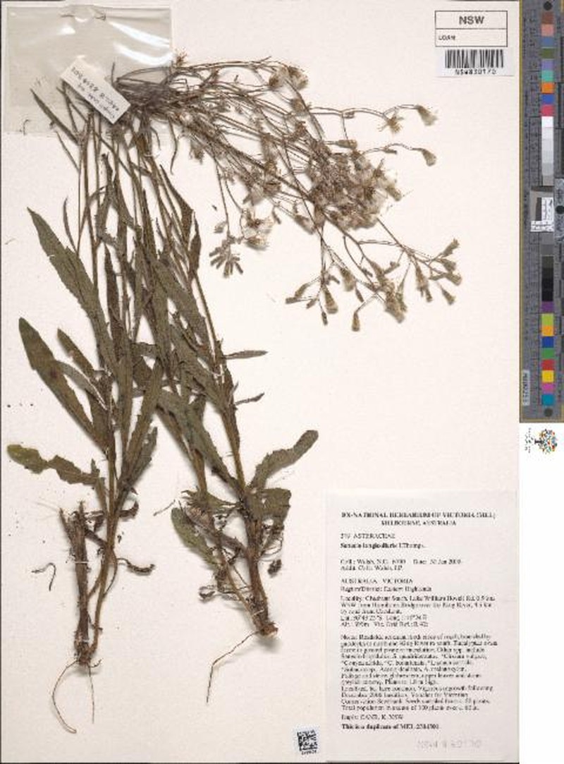 Senecio longicollaris photo 5