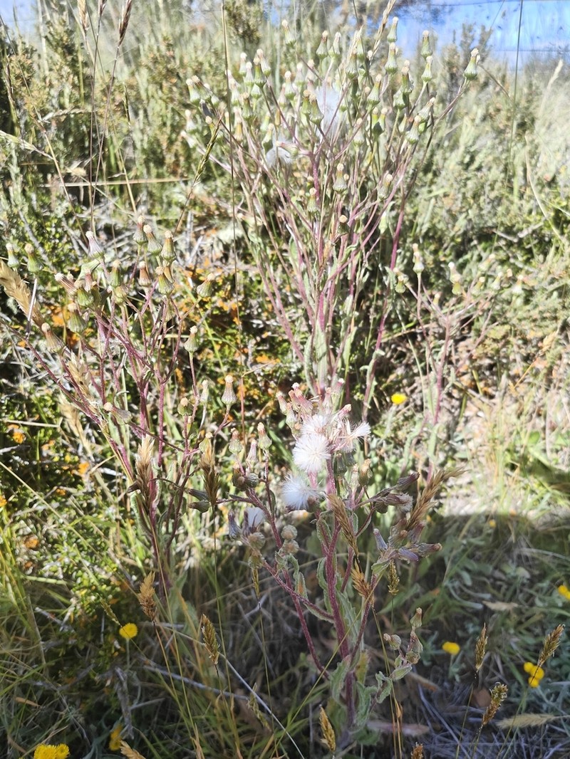 Senecio longipilus
