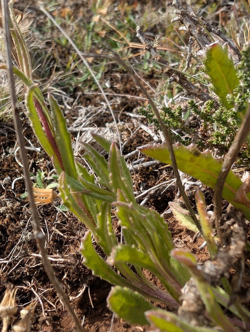 Senecio longipilus photo 2