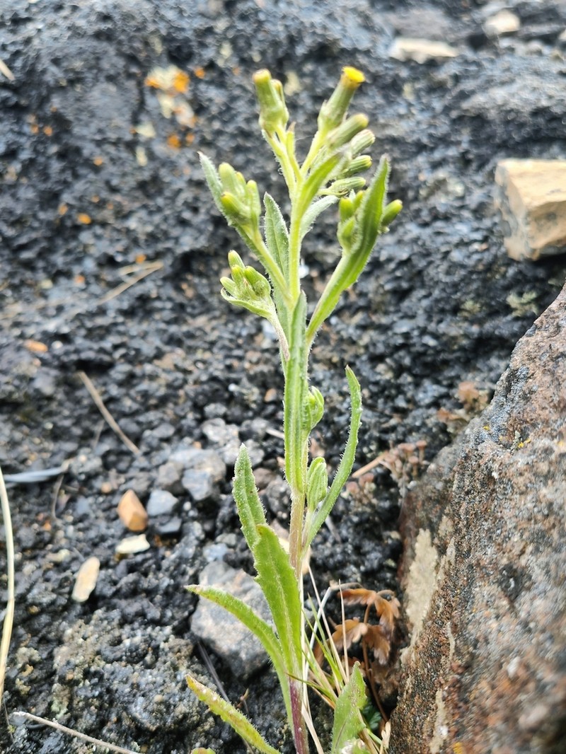 Senecio longipilus photo 3