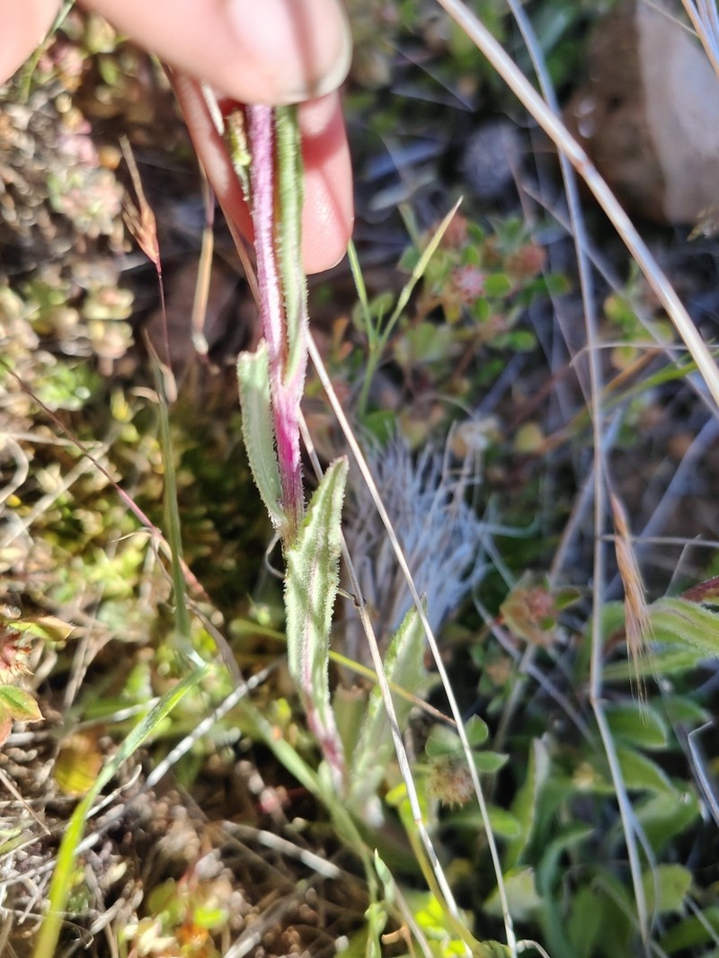 Senecio longipilus photo 4