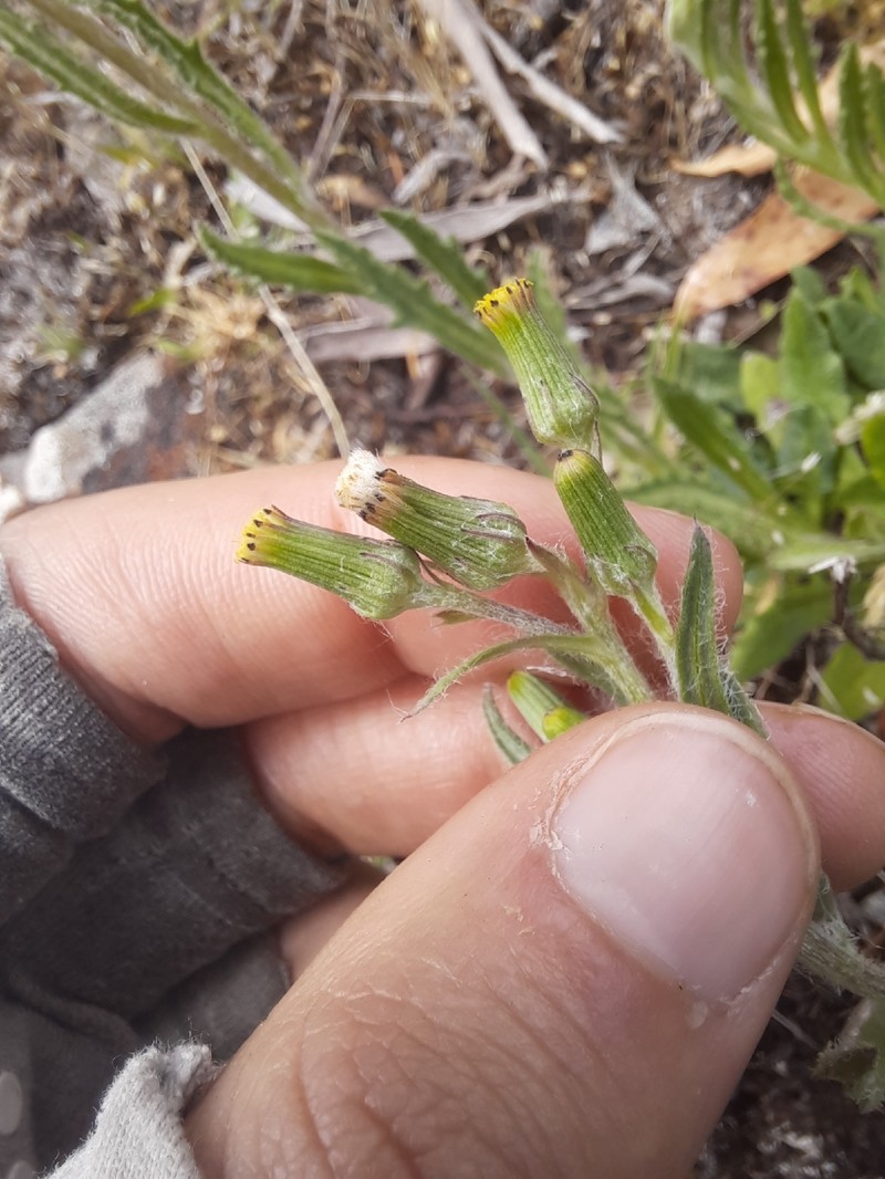 Senecio longipilus photo 6