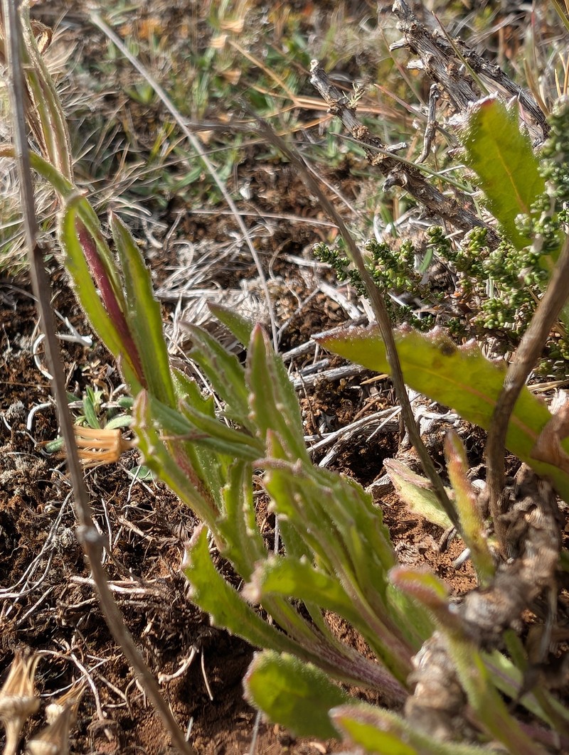Senecio longipilus photo 8