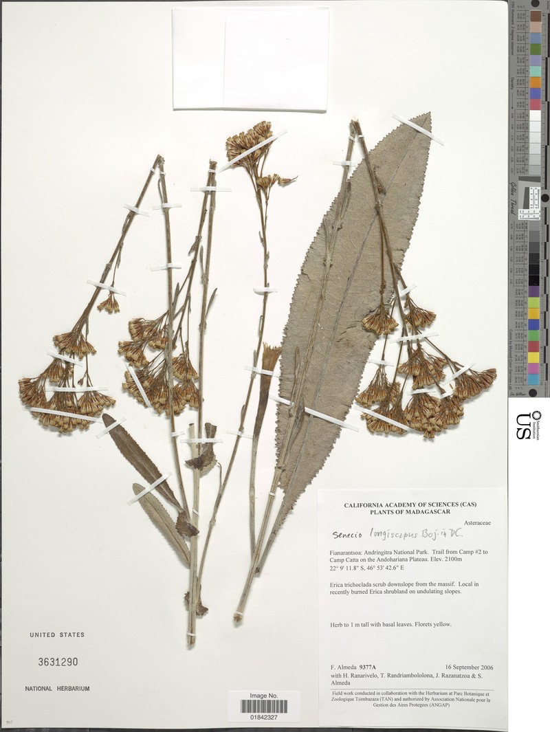 Senecio longiscapus
