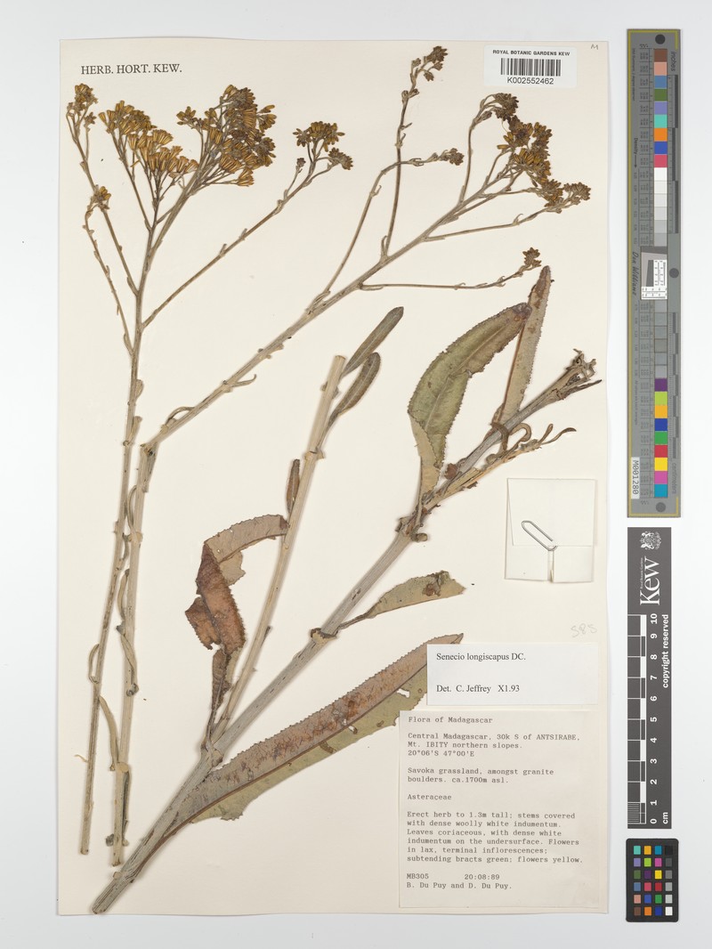 Senecio longiscapus photo 2