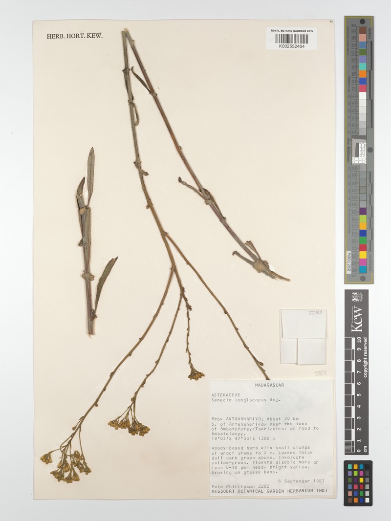 Senecio longiscapus photo 3