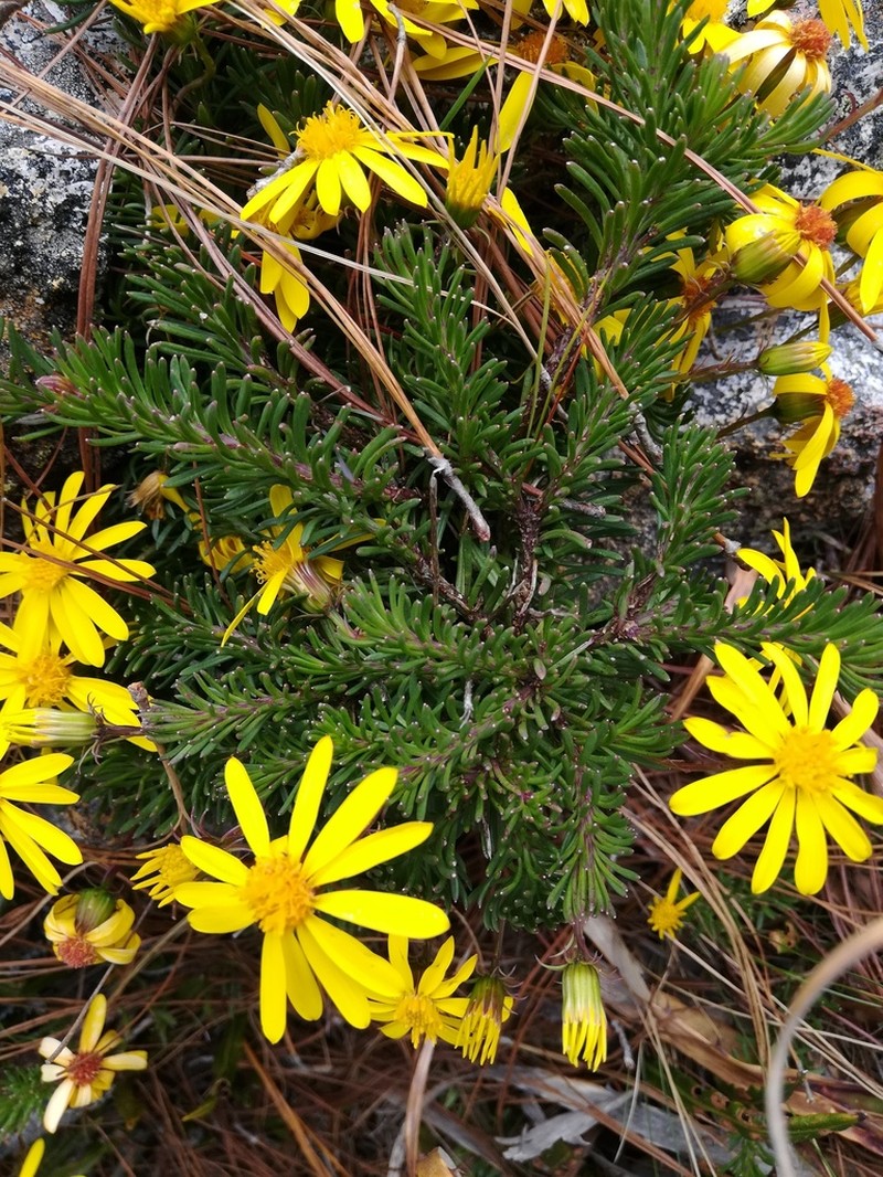 Senecio lopez-guillenii