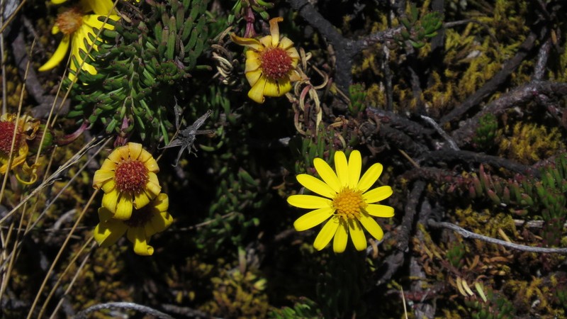 Senecio lopez-guillenii photo 2