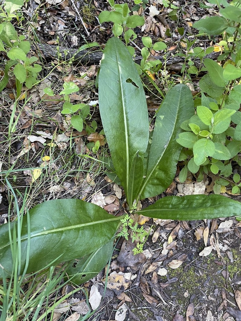 Senecio lopezii
